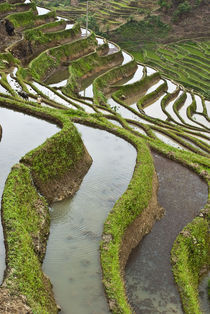 Flooded rice terraces by Danita Delimont