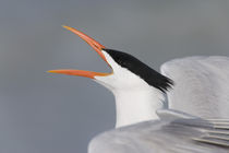 Close-up of royal tern calling by Danita Delimont
