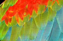 Wing feathers of a blue and red macaw by Danita Delimont