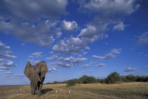 Charging Elephant (Loxodonta africana) along banks of Chobe River by Danita Delimont