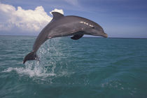 Bottlenose dolphin (Tursiops truncatus) by Danita Delimont