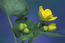 Marsh marigold blossoms and buds (Caltha palustris) by Danita Delimont