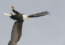 Bald eagle upside down start of dive for prey von Danita Delimont