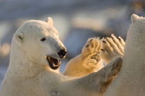 Sparring polar bears give a high five by Danita Delimont