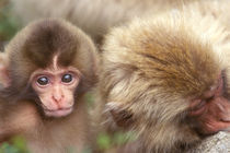 Snow Monkey Mother and Baby (Macaca fuscata) by Danita Delimont