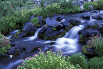 Paradise Creek with monkeyflowers by Danita Delimont