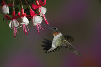 Male Ruby-throated Hummingbird in flight von Danita Delimont