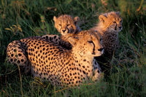 Cheetah and Cubs (Acinonyx jubatus) by Danita Delimont