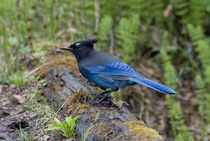 Feeding on mossy log by Danita Delimont