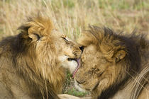 Close-up of one male lion licking the face of another lion by Danita Delimont