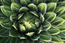 Queen Victoria's Agave (Agave victoriae regine) by Danita Delimont