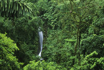 Rainforest private reserve von Danita Delimont