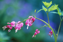 Pink bleeding hearts in garden von Danita Delimont