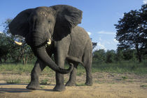 Aggressive Bull Elephant (Loxodonta africana) at jungle's edge by Danita Delimont