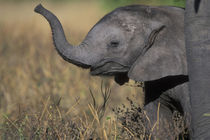 Young Elephant calf at mother's feet (Loxodonta africana) in shallow Khwai River at sunset von Danita Delimont