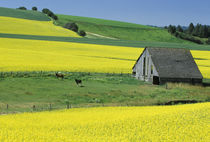 Canola and old wooden barn (Property Release) von Danita Delimont
