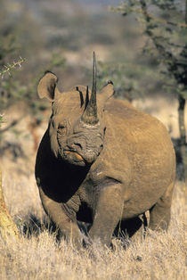 Portrait of an endangered black rhino by Danita Delimont
