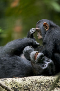 Juvenile Chimpanzee (Pan troglodytes) playing with adult in rainforest clearing von Danita Delimont