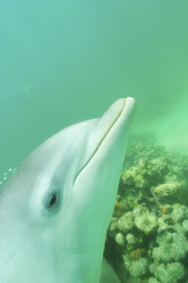 Bottlenose Dolphins (Tursiops truncatus) Caribbean Sea von Danita Delimont