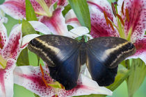 Sammamish Washington Tropical Butterflies photograph Caligo oileus the Brown Owl Butterfly with its wings open showing the beautiful blues resting on Oriental Lilies von Danita Delimont