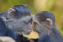 Blue Monkey mother with young at Manyara NP by Danita Delimont