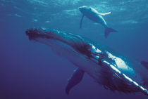 Humpback whale and calf by Danita Delimont