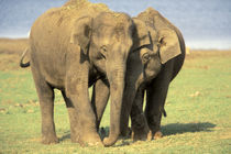 Asian elephant herd von Danita Delimont