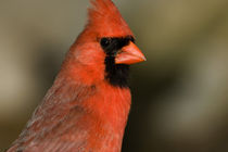 Northern Cardinal close up portrait by Danita Delimont