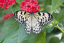 Paper Kite butterfly by Danita Delimont