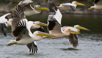 White Pelicans in flight at Lake Naivasha von Danita Delimont