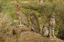 Cheetahs at Samburu NP von Danita Delimont