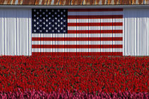 Flag painted on barn and tulip field by Danita Delimont