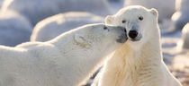 Polar bear kiss by Danita Delimont