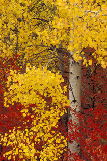 Aspen trees with golden leaves by Danita Delimont