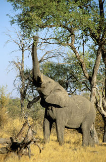 African Elephant (Loxodonta africana) von Danita Delimont