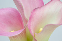 Pink Calla Lilies by Danita Delimont