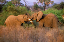 Elephant challenge (Loxodonta africana) by Danita Delimont