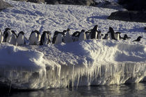 Antarctic Peninsula Adelie Penguins von Danita Delimont