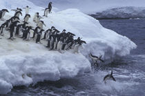 Antarctic Peninsula Adelie Penguins by Danita Delimont