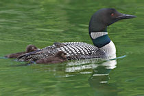 Common Loon (Gavia immer) swimming with chicks by Danita Delimont
