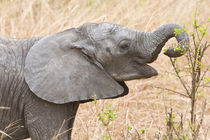 Young Elephant at Tarangire NP von Danita Delimont