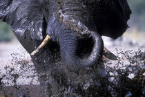 Elephant (Loxodonta africana) splashes to cool off in water hole in Savuti Marsh von Danita Delimont