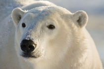 Portrait of polar bear von Danita Delimont