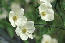 Pacific dogwood (Cornus nuttallii) by Danita Delimont