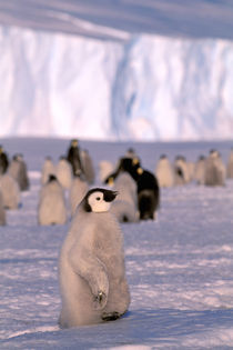 Emperor Penguin chicks (Aptenodytes forsteri) by Danita Delimont