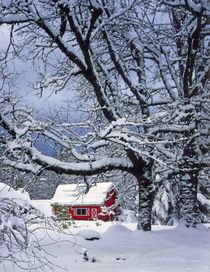 Fresh snow covers landscape and red barn von Danita Delimont