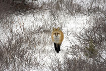 Red Fox in Churchill Manitoba Canada von Danita Delimont