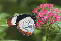 Butterfly from Africa von Danita Delimont