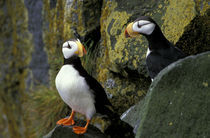 Horned puffins on the cliffs at Zapadni sea bird colony von Danita Delimont