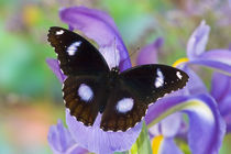 Sammamish Washington Tropical Butterflies photograph of Asian Hypolimnas bolina the Great Eggfly Butterfly with eyespots on wings von Danita Delimont